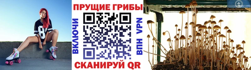 Галлюциногенные грибы Psilocybine cubensis  Купить  Заволжье 